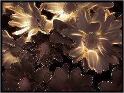 Margaretki, Fractalius
