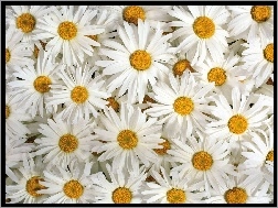 Margerytki