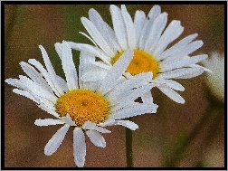 Margerytki