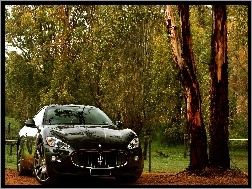 Maserati Gran Turismo, Drzewa