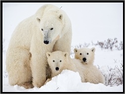 Matka, Dwa, Niedźwiedzie, Małe