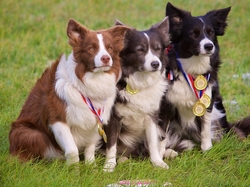 Medale, Łąka, Border collie, Psy, Trawa