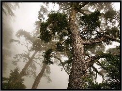 Mgła, Sosny, Drzewa, Poranek