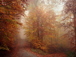Mgła, Las, Droga, Jesień, Drzewa
