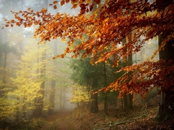 Mgła, Drzewa, Jesień, Las