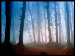 Mgła, Smukłe, Las, Drzewa