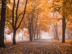 Mgła, Jesień, Park, Drzewa