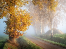 Mgła, Ścieżka, Brzoza, Jesień, Poranek ścieżce, Siano, Droga, Pole