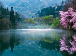 Wiosna, Mgła, Drzewa
, Jezioro, Korea Południowa, Poranek