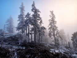 Mgła, Drzewa, Zima, Wzgórze