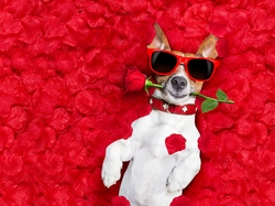 Śmieszne, Płatki, Róża, Jack Russell terrier, Okulary