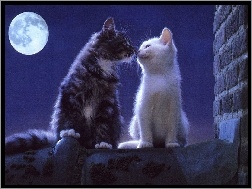 Miłość, Pełnia, Koty, Dwa, Księżyca