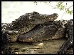 Miłość, Krokodyli