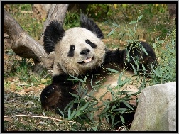 Bambus, Miś, Panda