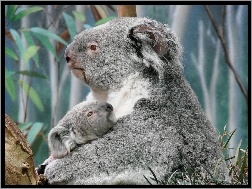 Misie, Koala