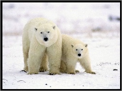 Młode, Polarne, Niedźwiedzie, Mama