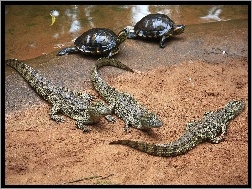 Żółwie, Młode, Krokodyle