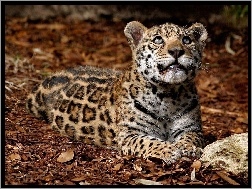 Młody, Jaguar