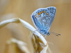 Motyl, Modraszek ikar, Owad, Niebieski