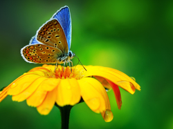 Modraszek, Kwiat, Żółty, Motyl