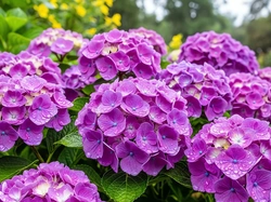 Mokre, Kwiaty, Hortensje