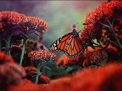 Monarch, Kwiaty, Kwitnące, Motyl