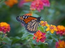 Motyl monarcha, Kwiaty