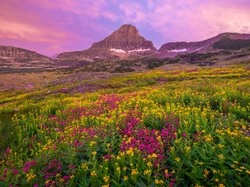 Kwiaty, Mount Reynolds, Góra, Stany Zjednoczone, Montana, Park Narodowy Glacier, Łąka