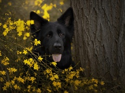 Kwiaty, Mordka, Czarny owczarek niemiecki, Pies, Drzewo