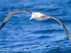 Morze, Albatros