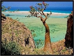 Morze, Jemen, Socotra Island, Drzewo