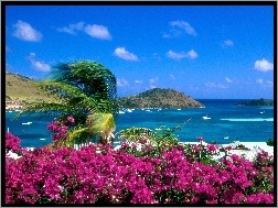 Morze, Wyspa, Saint Martin, Kwiaty