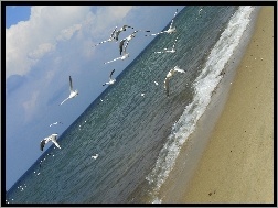 Mewa, Morze, Plaża
