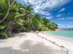 Palmy, Morze, Wyspa Felicite Island, Seszele, Plaża