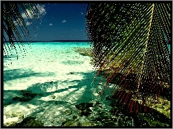 Palmy, Morze, Wyspa