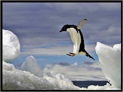 Pingwin, Morze, Lód