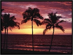 Morze, Palmy, Zachód Słońca