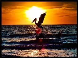 Morze, Słońca, Zachód, Pelikan
