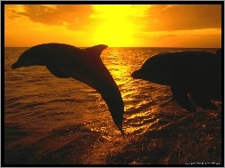 Morze, Delfiny, Zachody Śłońca