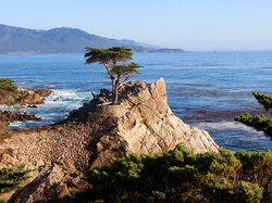 Morze, Drzewa, Cyprys wielkoszyszkowy, Atrakcja Lone Cypress, Kalifornia, Stany Zjednoczone, Pebble Beach, Skały, Zatoka Monterey