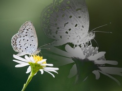Moty, Kwiatek