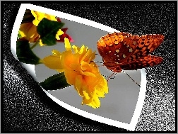 4D, Motyl, Kwiatek