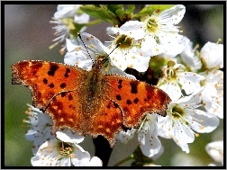 Motyl, Kwiaty, Białe, Pomarańczowy