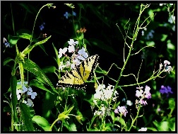 Floksy, Paź, Motyl, Żeglarz