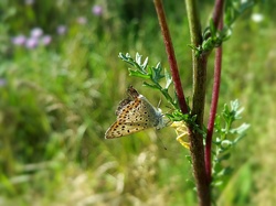 Motyl, Gałązka