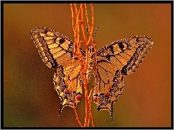 Motyl, Gałązki