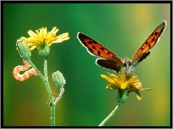 gąsienica, Motyl, kwiat