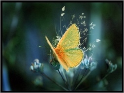 Grafika, Motyl, Kwiatki