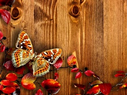 Motyl, Deski, Jesień, Liście