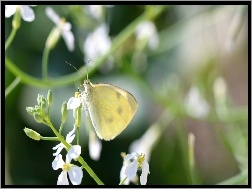 Kwiat, Motyl, Biały